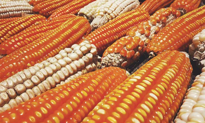 zim-likely-to-continue-importing-maize-from-zambia-despite-bumper