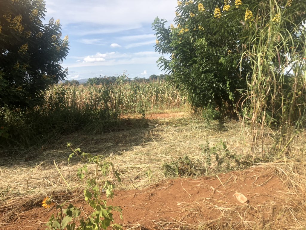 Pictures Drought Ravages Mrewa District