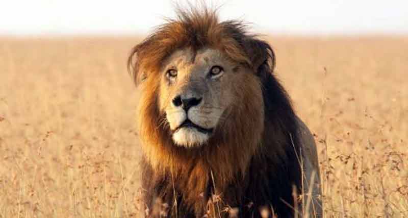 Lions Hwange Schools