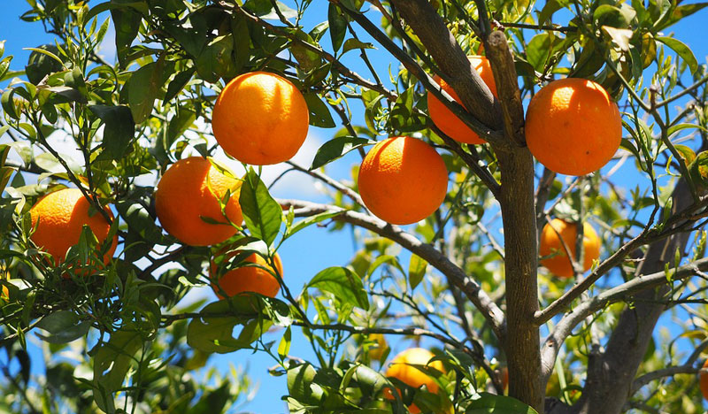 "Zimbabwe Finalising Preparations To Start Citrus Exports To China" - Minister