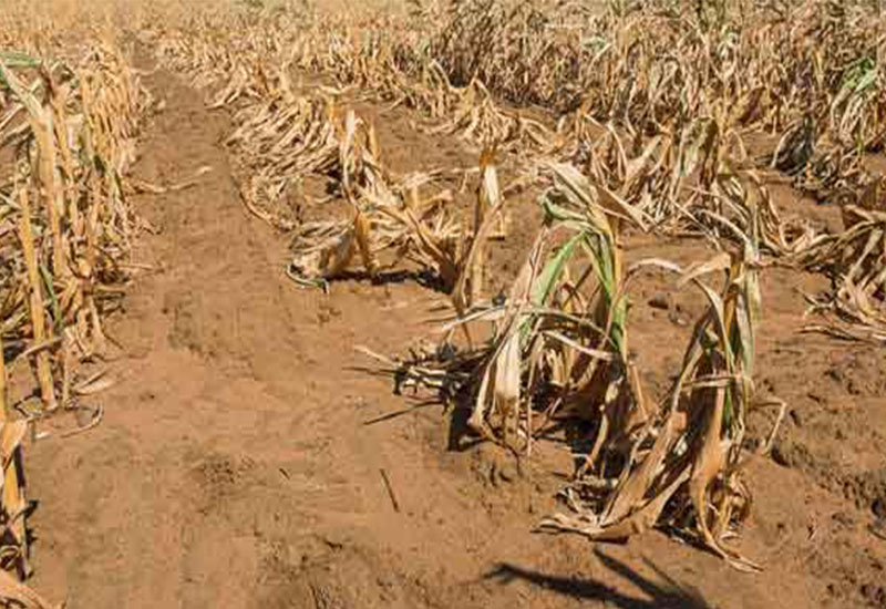 Drought famine no rains