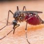 Health Ministry Urges Those With Malaria Symptoms To Seek Help Within 24 Hours