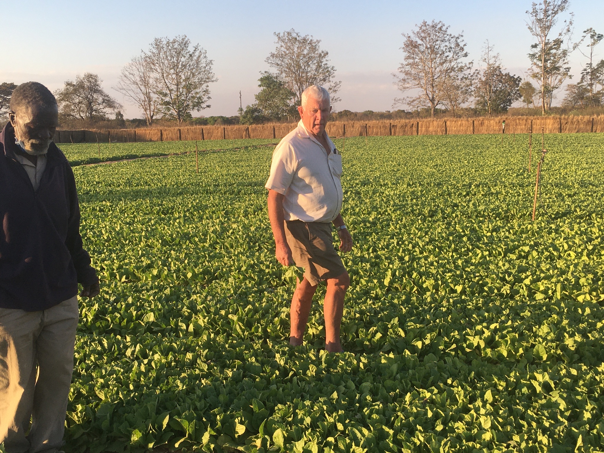 Zimbabwe amending constitution to nationalise commercialise farms