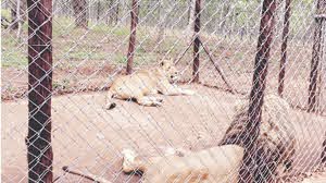 Lions At Sikato Bay Lion Park