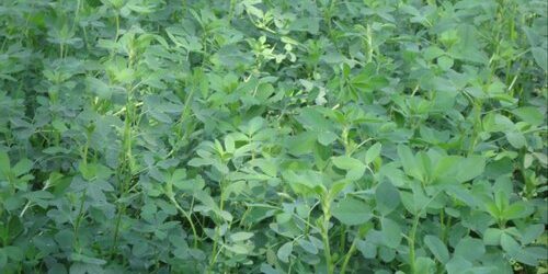 lucerne grass