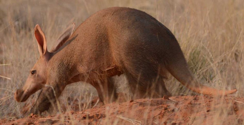 Three Men Suffer Swollen Stomachs After Eating An Ant-bear ⋆ Pindula News