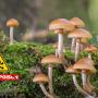 Three Kids Die After Eating Poisonous Mushrooms